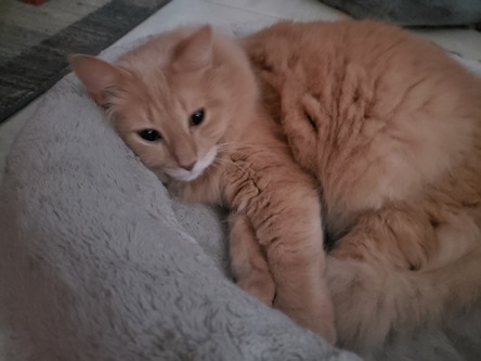 An image of an orange cat laying in bed